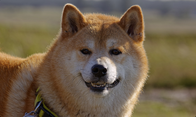 Dogecoin (DOGE) Soars 8%, But This Metric Suggests Pullback