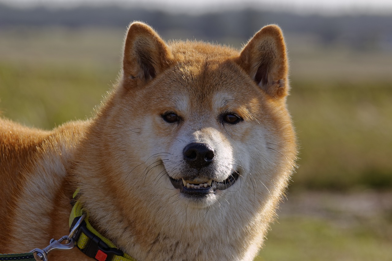 Shiba Inu Lead Developer Unveils Shibacals, Advancing Shibarium Development